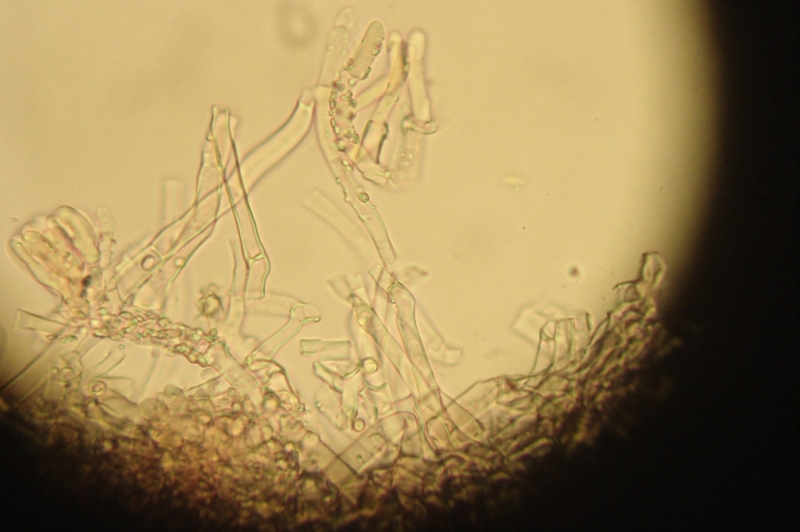 da determinare (Phanerochaete sordida)